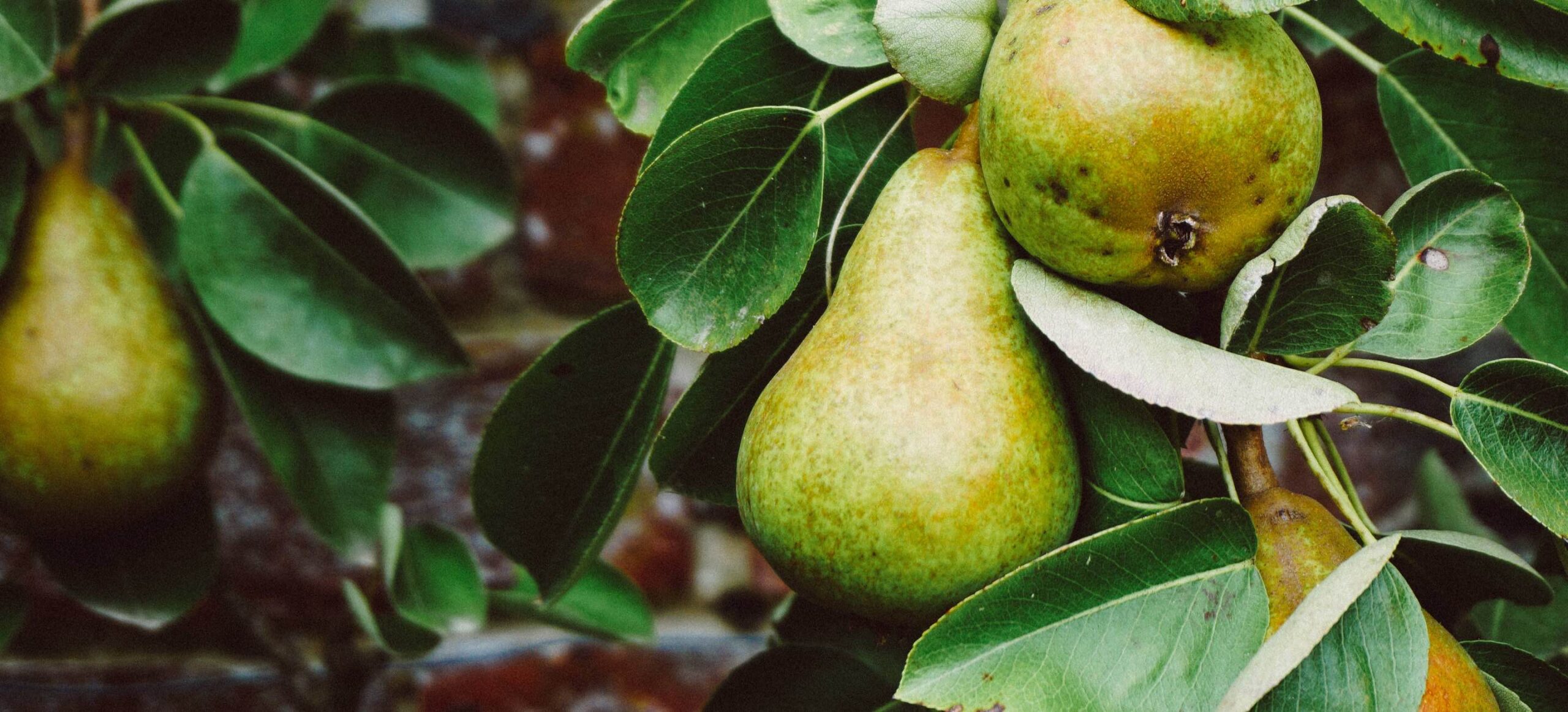 pear hanging on tree